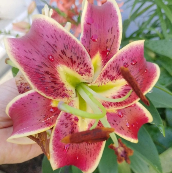 Meet your Posher, Melody - Picture 3 of 3